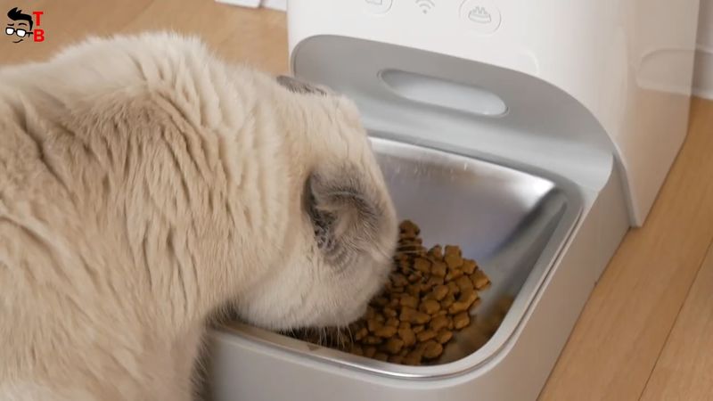 KALADO Smart Automatic Pet Feeder REVIEW: My Cat Loves It!